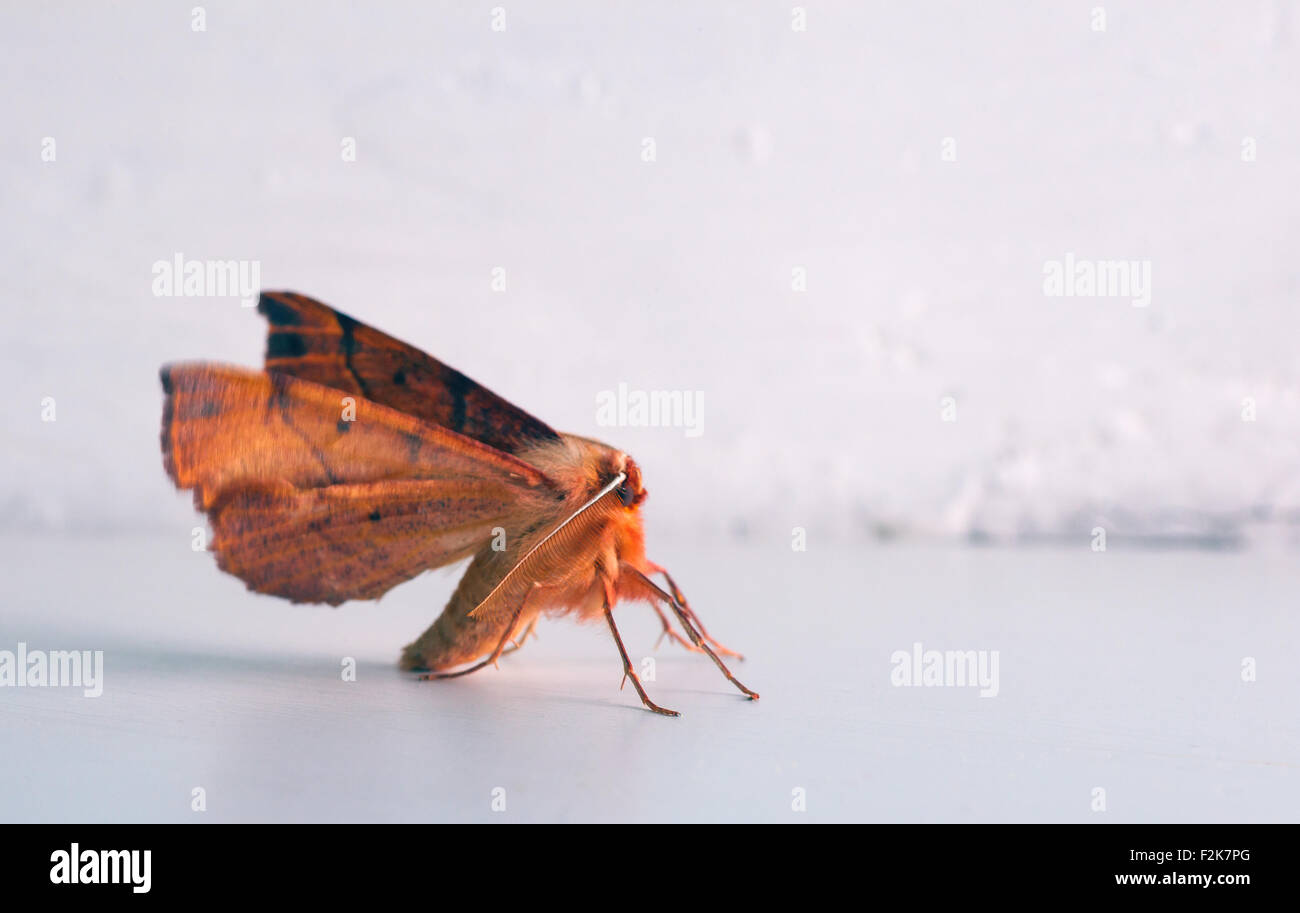 Close up of moth on white, insects related to the butterflies and