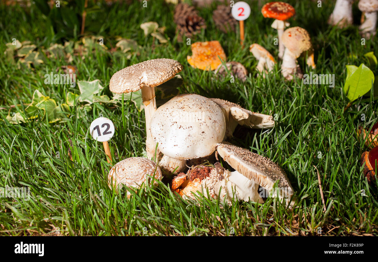 Close up of mushroom Echinoderma Asperum - inedible Stock Photo