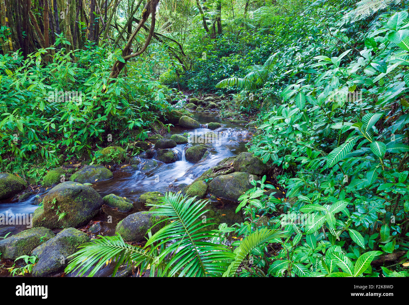 Stream flowing through Akaka Falls State Park in Hawaii Stock Photo
