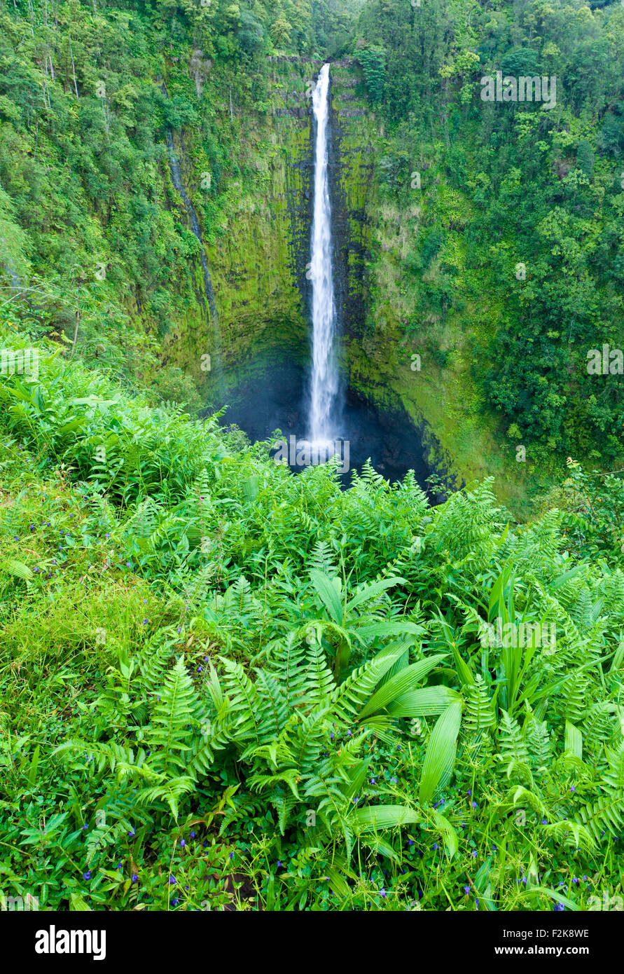 Akaka Falls in the Akaka State Park near Hilo, Hawaiii Stock Photo