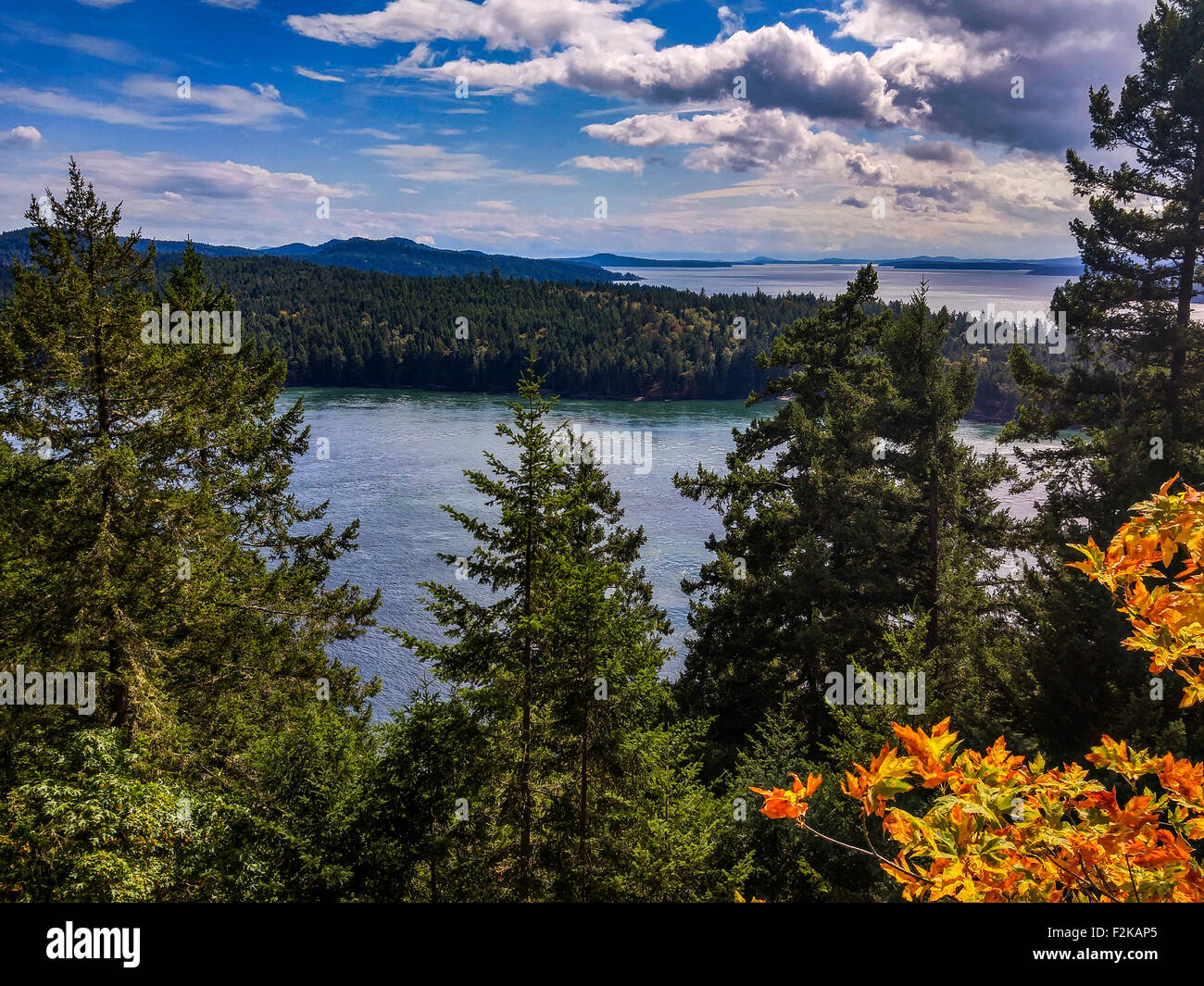 a touch of autumn against the green evergreens overlooking the blue waters of Canada's Pacific west coast Stock Photo
