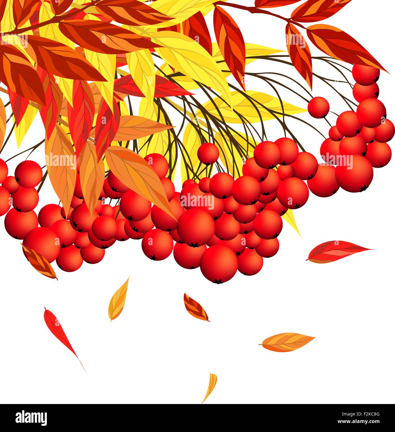 Autumn Frame With Rowan Leaves and Berries Over White Background ...