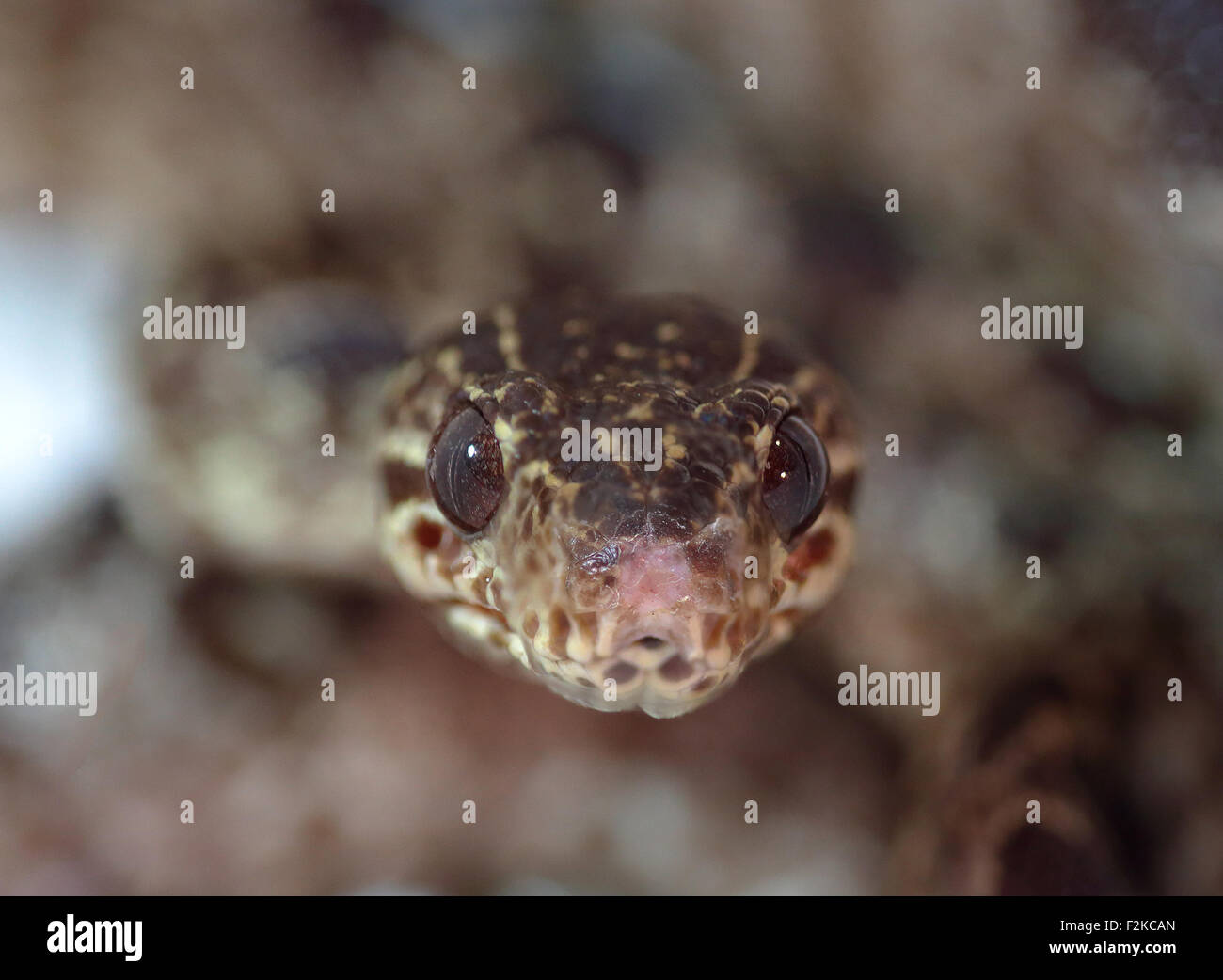 Closeup frontal view of a snake pointing at camera with low depth of field Stock Photo