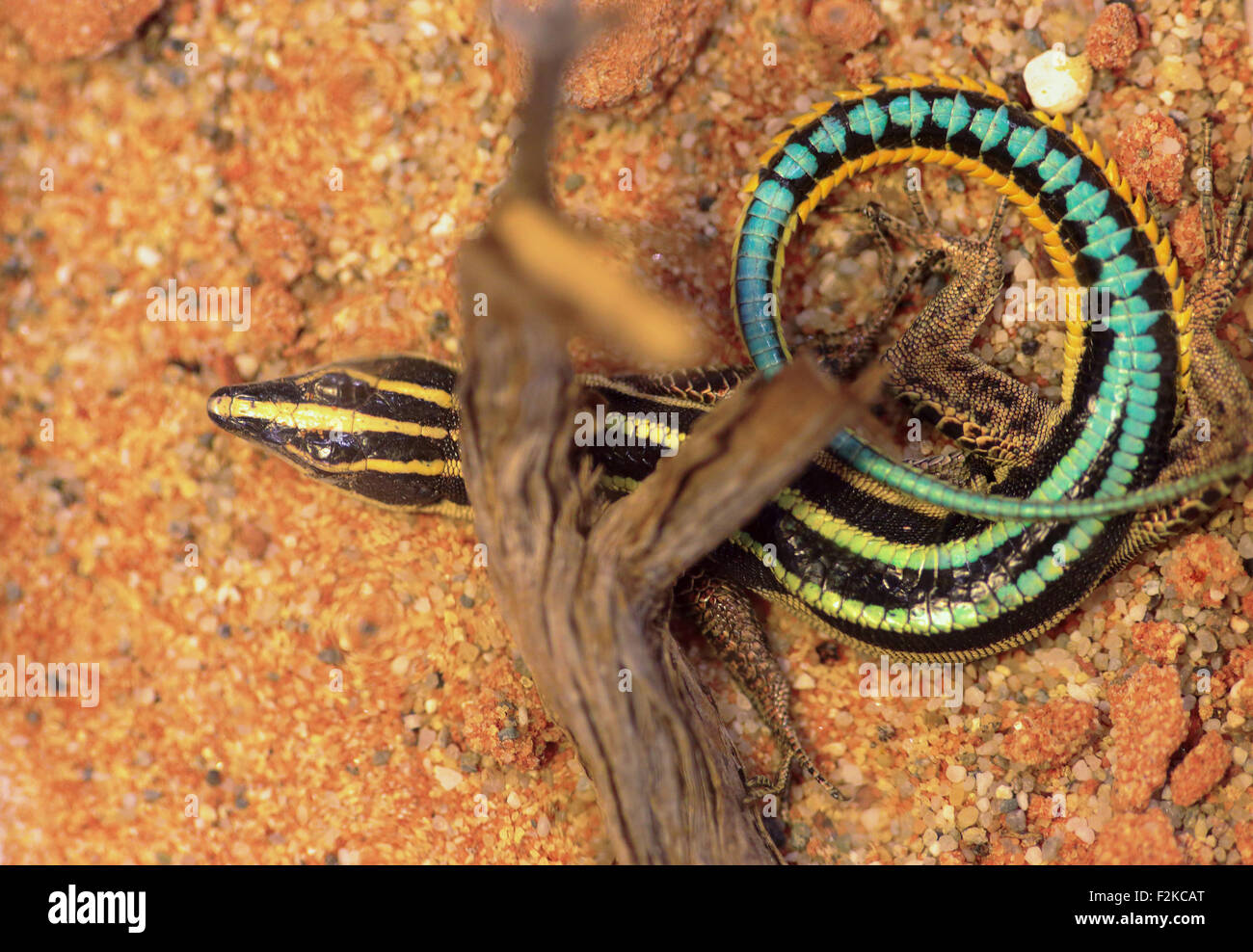 A Blue-tailed skink, Cryptoblepharus egeriae, hidden under a branch on the sand Stock Photo