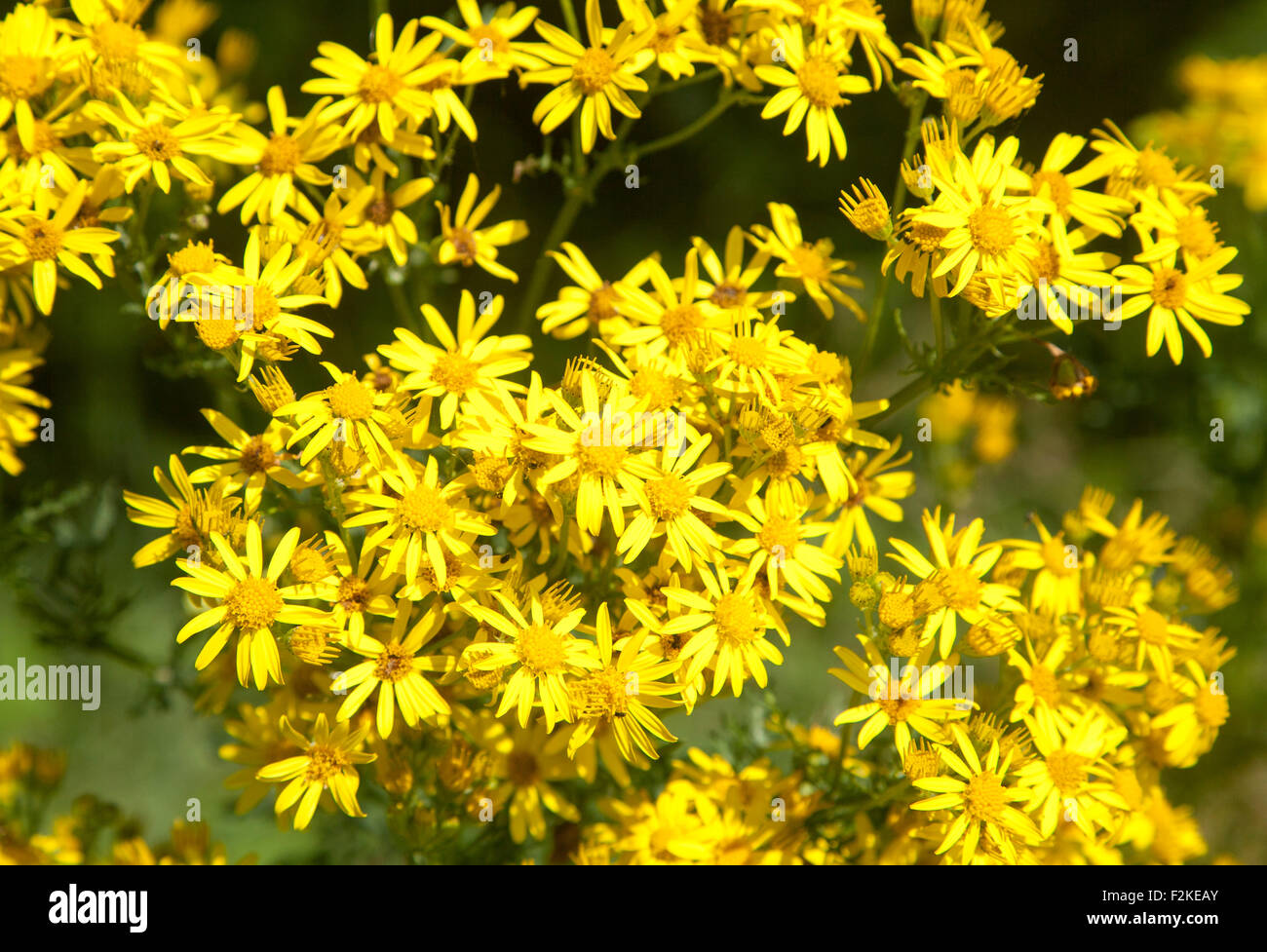 Close up of yellow ragwort flowers, Jacobaea vulgaris or Senecio jacobaea, Suffolk, England, UK Stock Photo