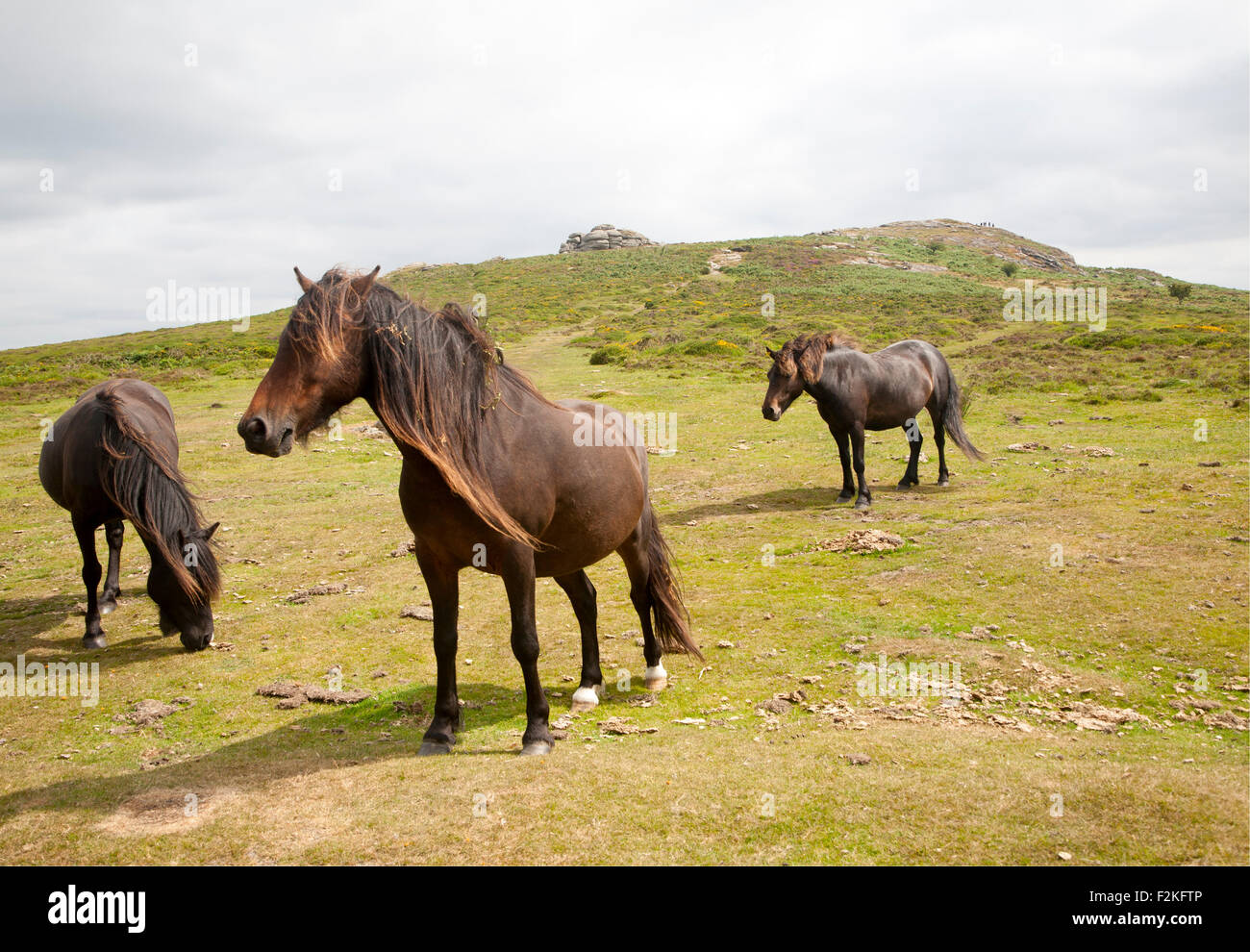 Dartmoor ponies, Dartmoor national park, Devon, England, UK Stock Photo