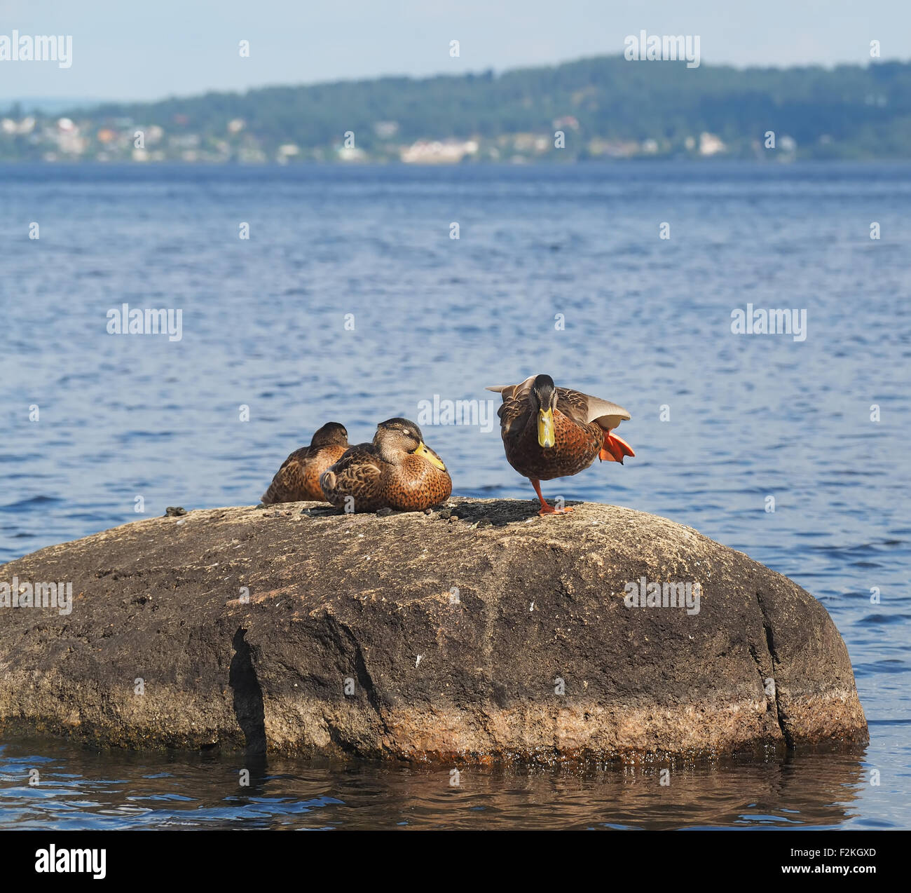 Lake Riding Duck duck on the lake Stock Photo - Alamy