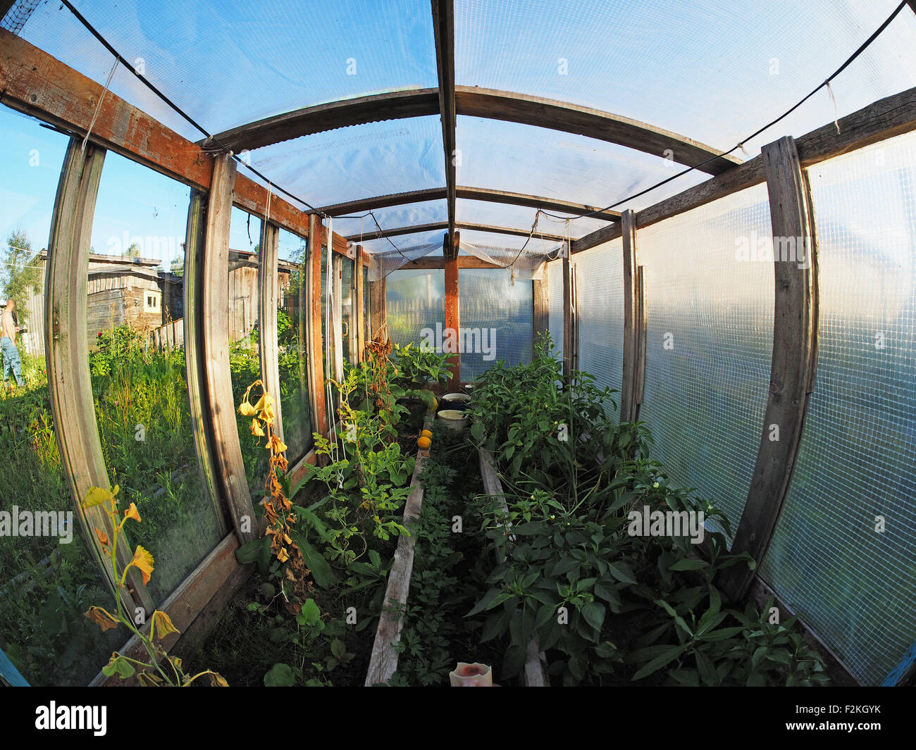 in a greenhouse Stock Photo - Alamy