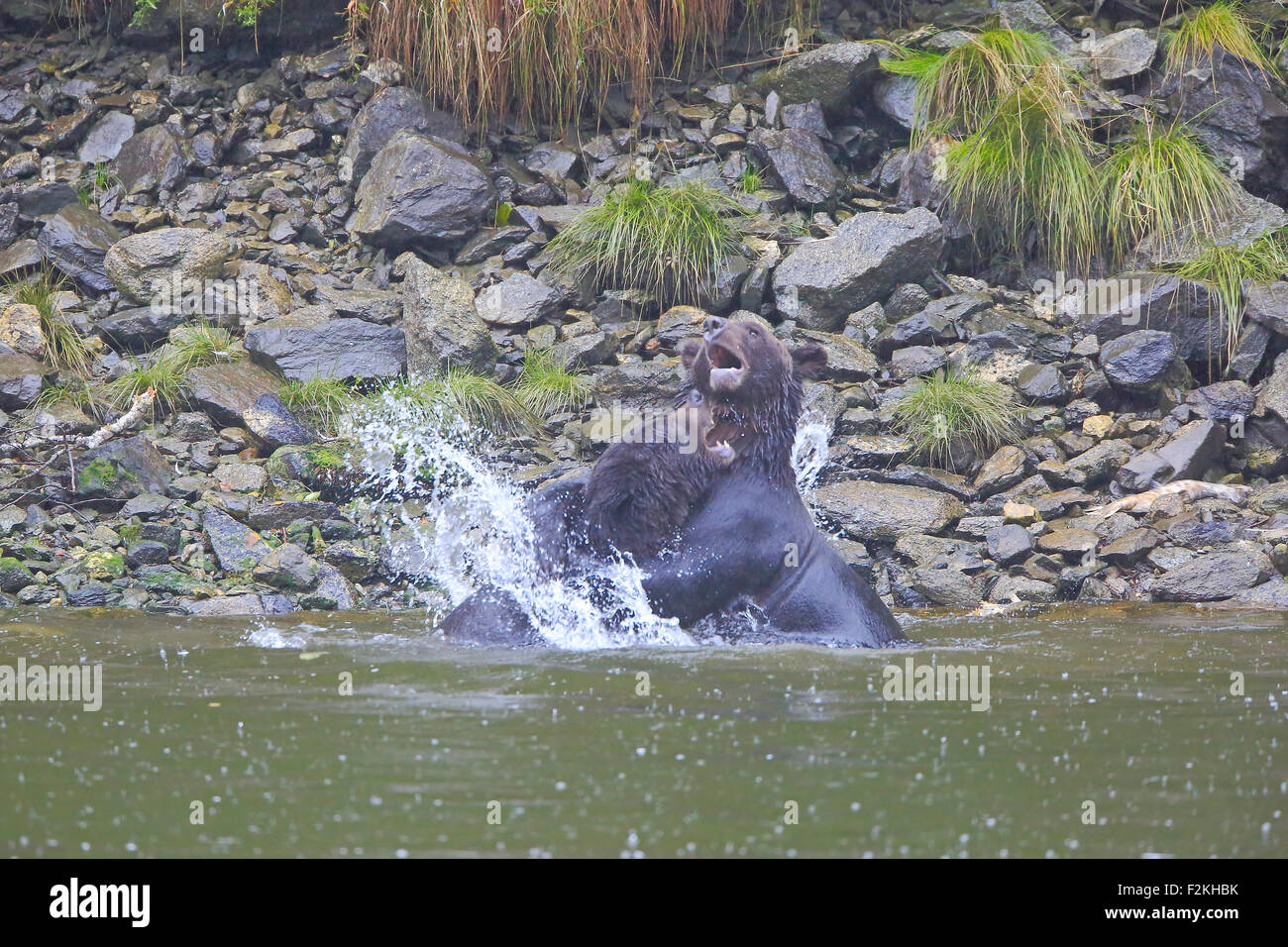Two immature grizzly bears sparring in a river during a rain storm in British Columbia Stock Photo