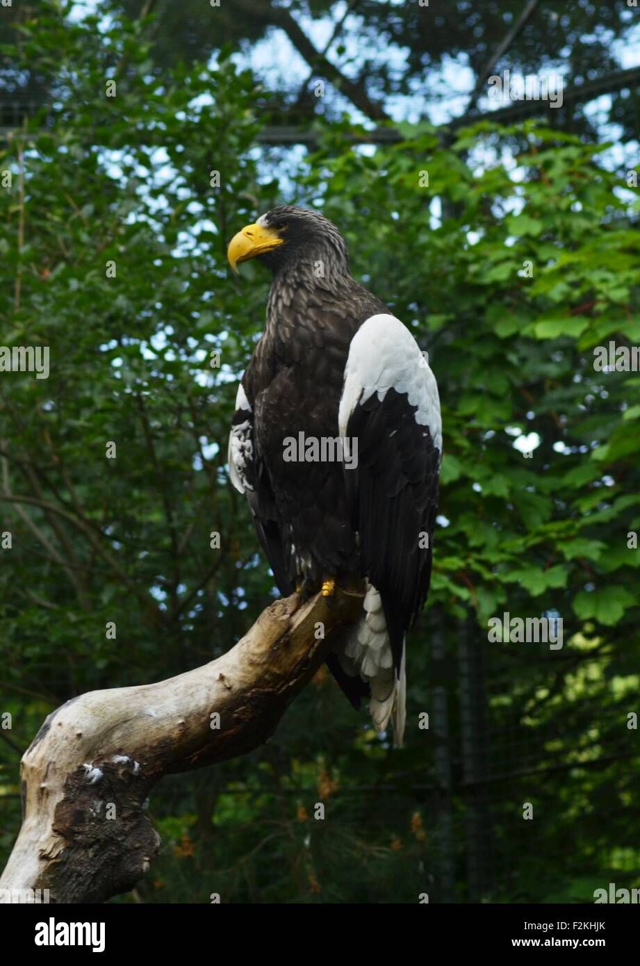 Stellar sea eagle hi-res stock photography and images - Alamy