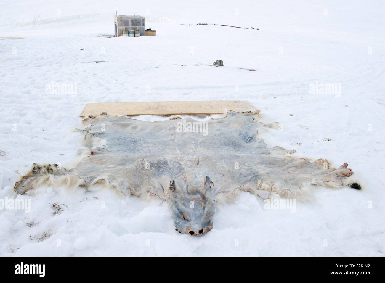 Polar bear hide nunavut hires stock photography and images Alamy