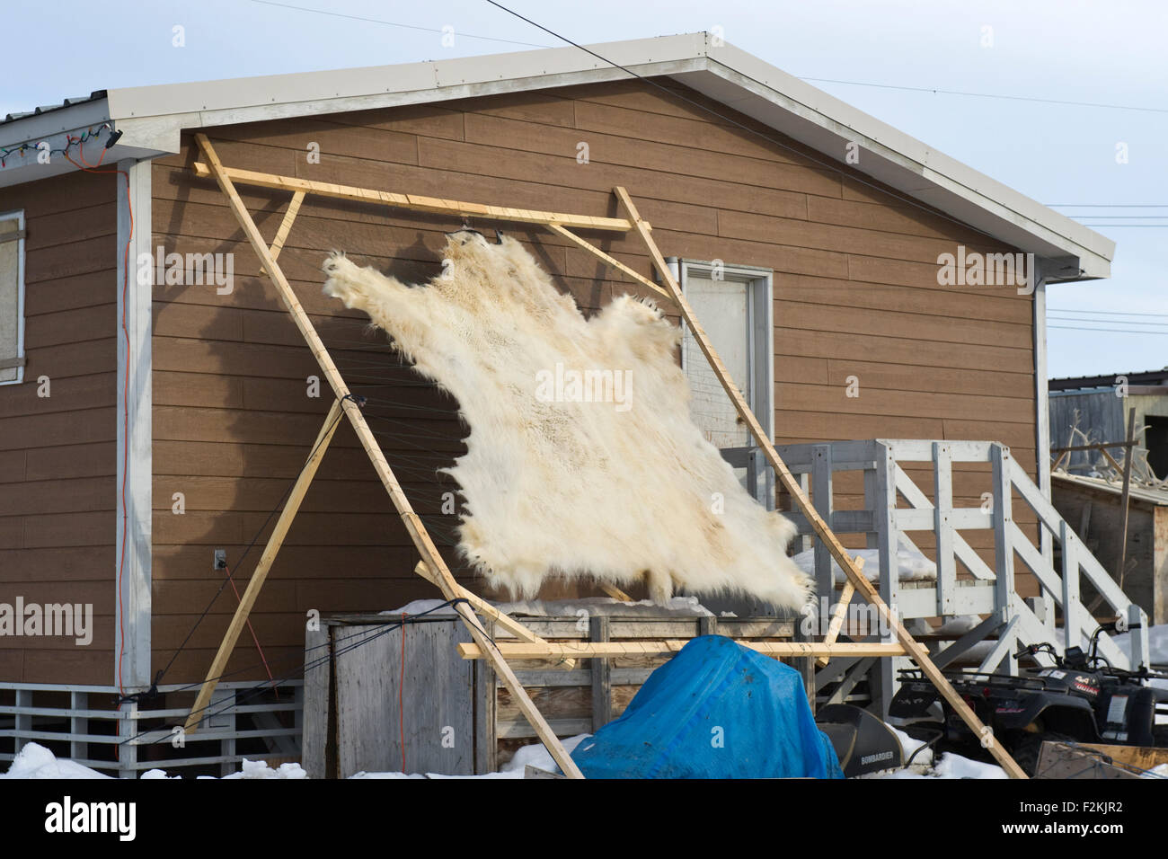 Polar Bear hide (Ursus maritimes) stretched on wood, Pond inlet, Baffin bay, Nunavut, Canada. Stock Photo