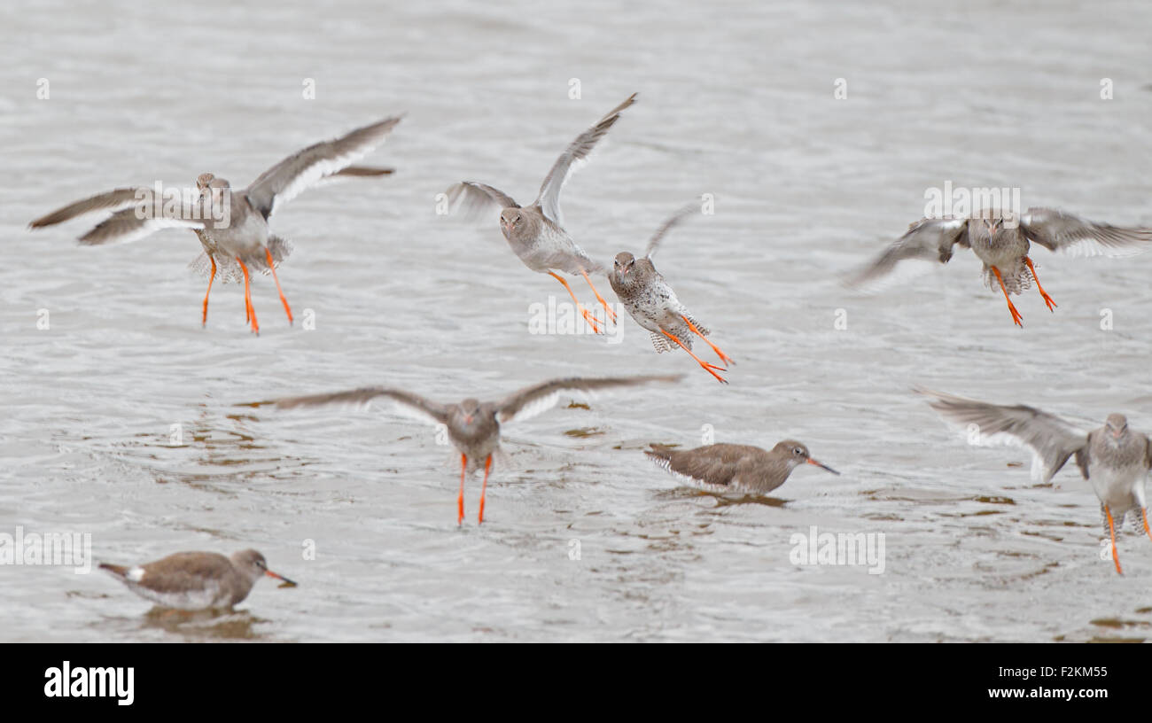 Redshank group in flight Stock Photo Alamy