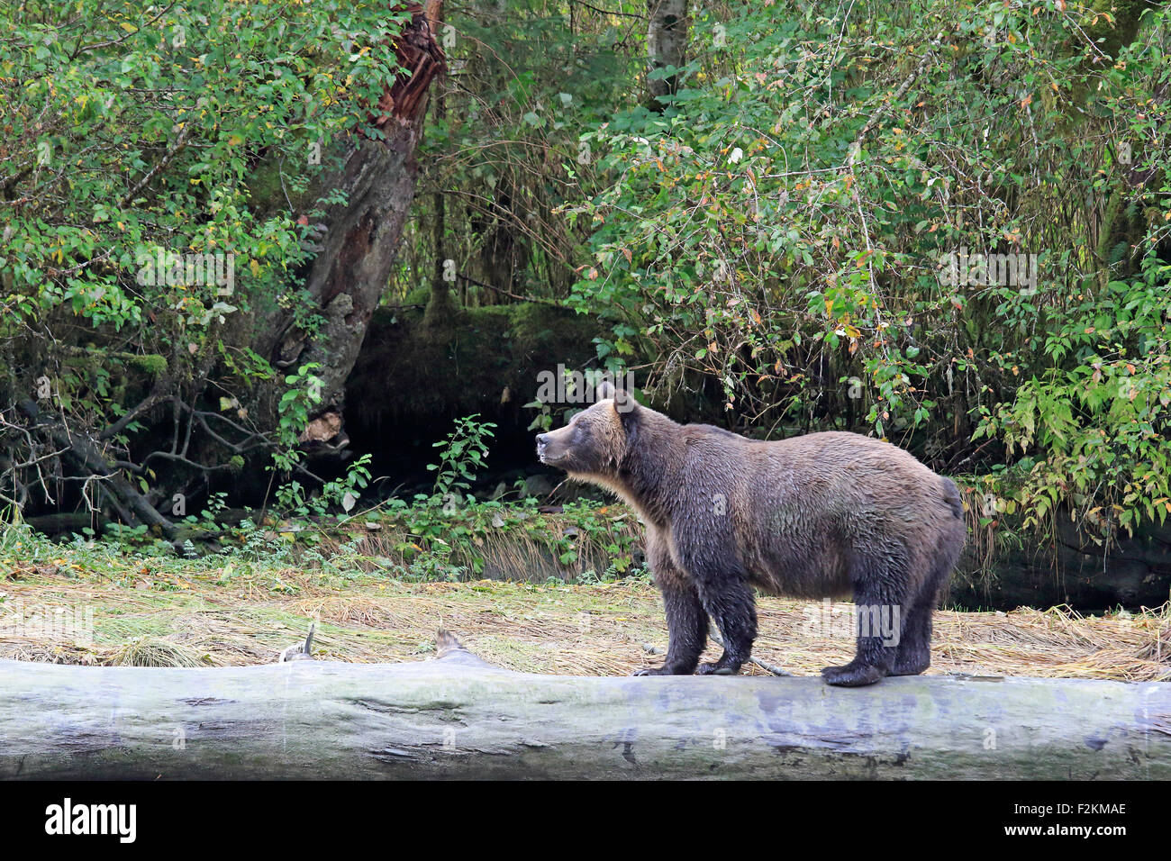 Grizzly Bear walking on a tree trunk in British Columbia Stock Photo