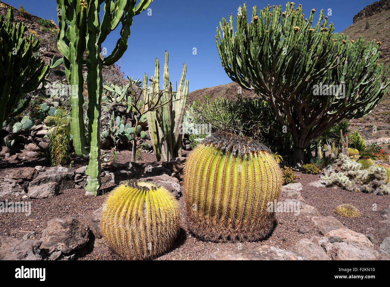 Various cacti (cactus), cactus garden in Palmitos Park, near Playa del  Ingles, Gran Canaria, Canary Islands, Spain Stock Photo - Alamy