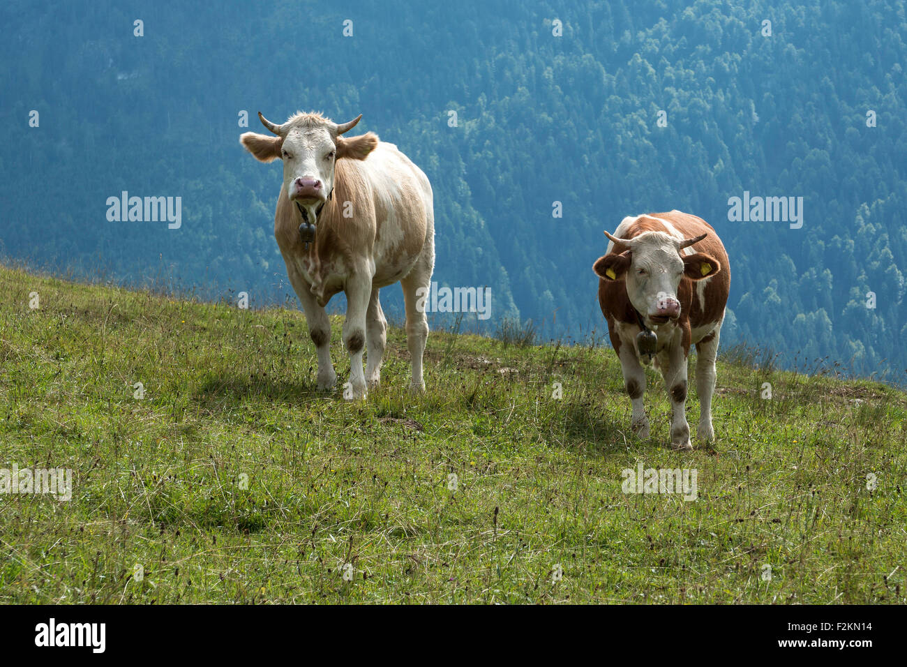 Two cows on a meadow, Jachenau, Upper Bavaria, Bavaria, Germany Stock Photo