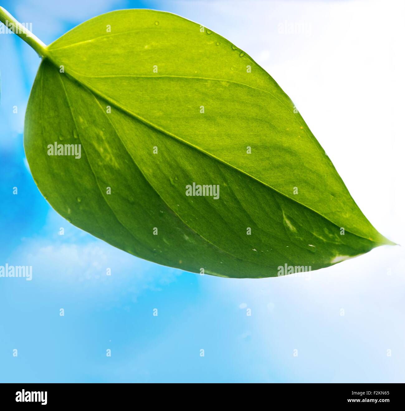 Fresh green leaf over blue background Stock Photo - Alamy