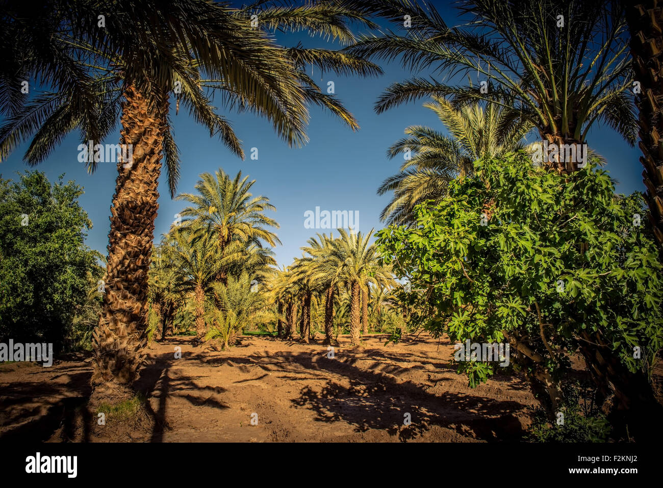 Green plantation of palm tree Stock Photo