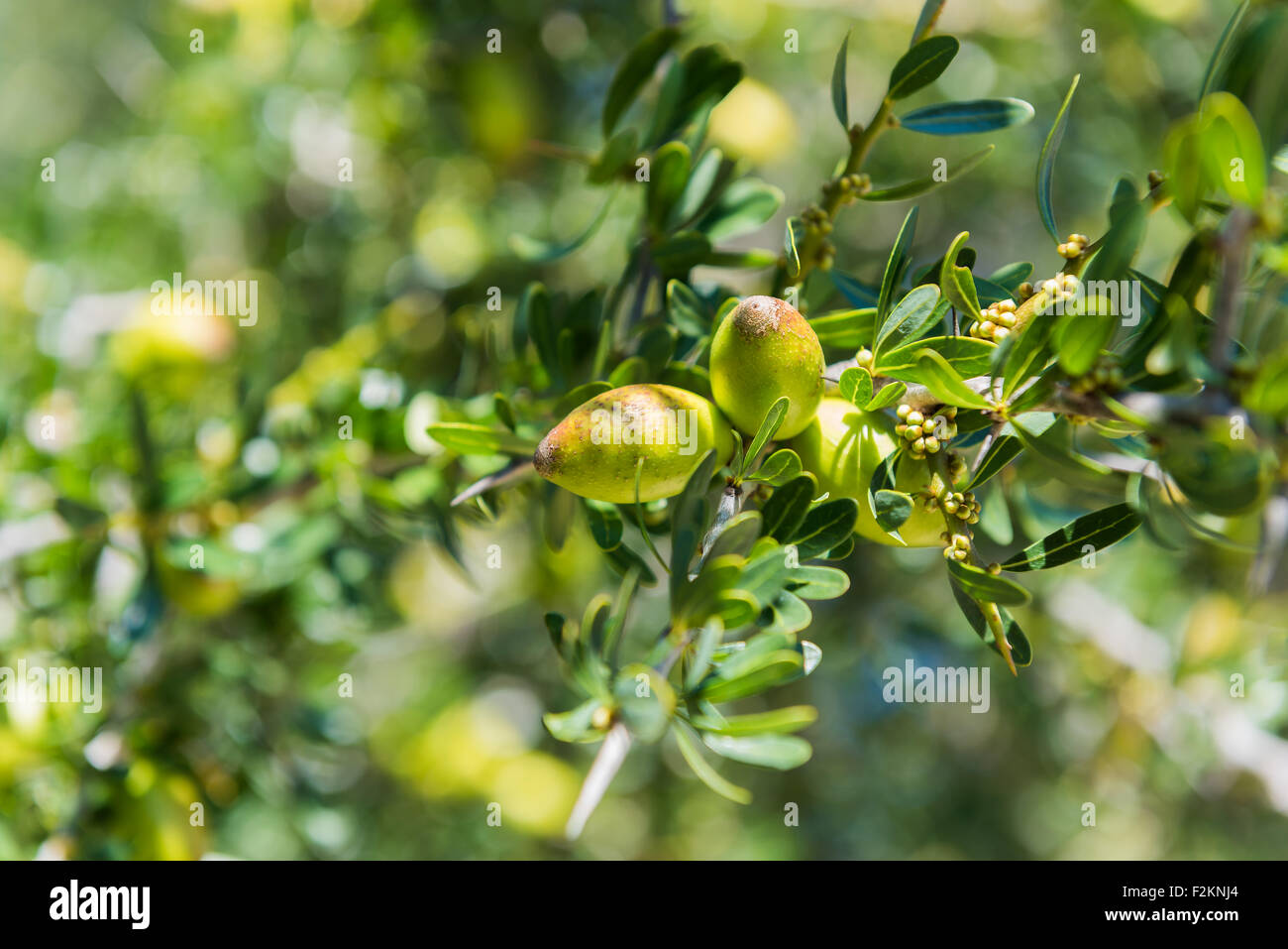 Branch of argan tree full of fresh and green fruits. Argan fruits are ...