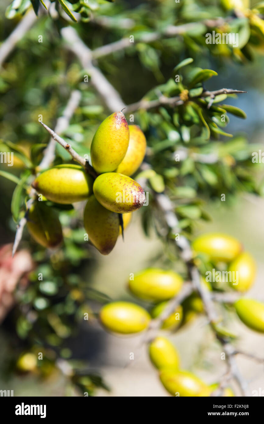 Branch of argan tree full of fresh and green fruits. Argan fruits are