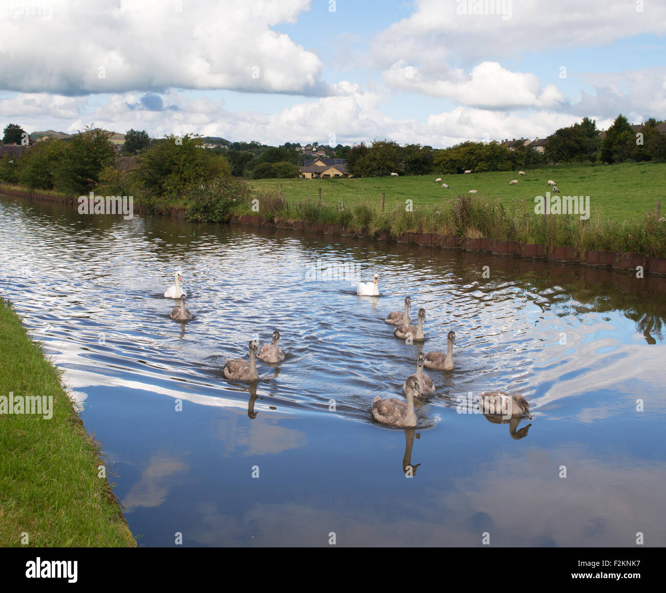 A family of swans and cygnets on  Leeds and Liverpool canal near Skipton, West Yorkshire England, UK Stock Photo