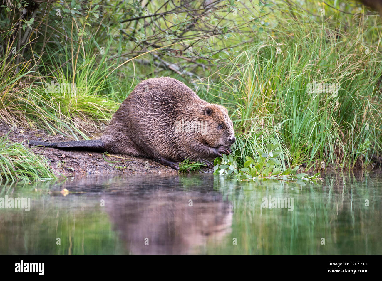Beaver (Castor fiber) in the water, Almtal, Upper Austria, Austria Stock Photo