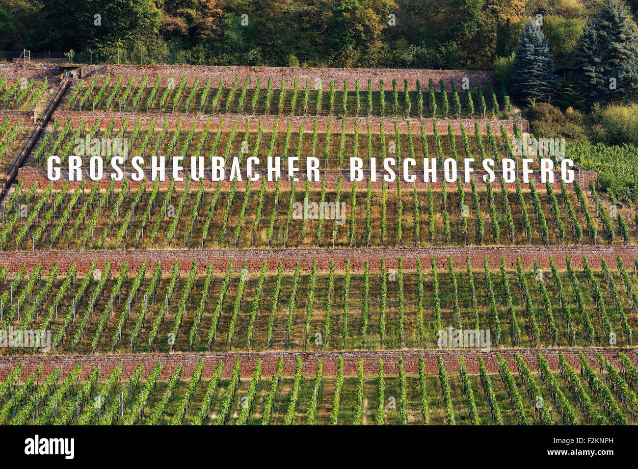 Vineyard Großheubacher Bischofsberg, Großheubach, Spessart, Lower Franconia, Franconia, Bavaria, Germany Stock Photo