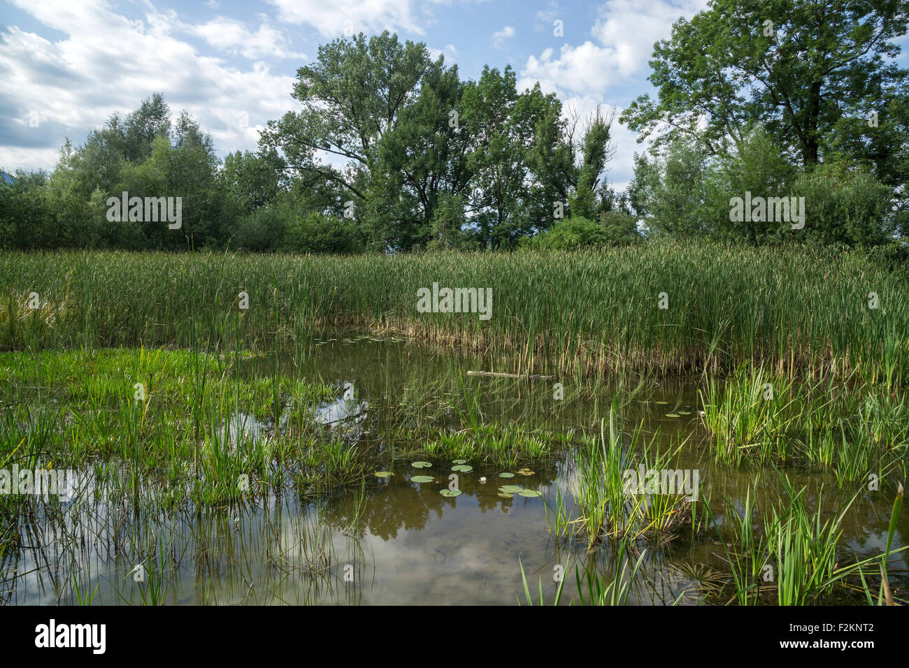 Biotope, reed pond, Benediktbeurer moor, bog, Benediktbeuern, Upper Bavaria, Bavaria, Germany Stock Photo