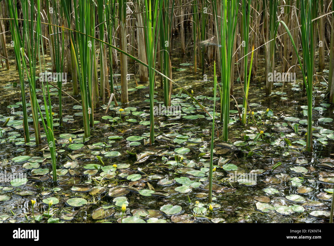 Biotope, reed pond, Benediktbeurer moor, Benediktbeuern, Upper Bavaria, Bavaria, Germany Stock Photo