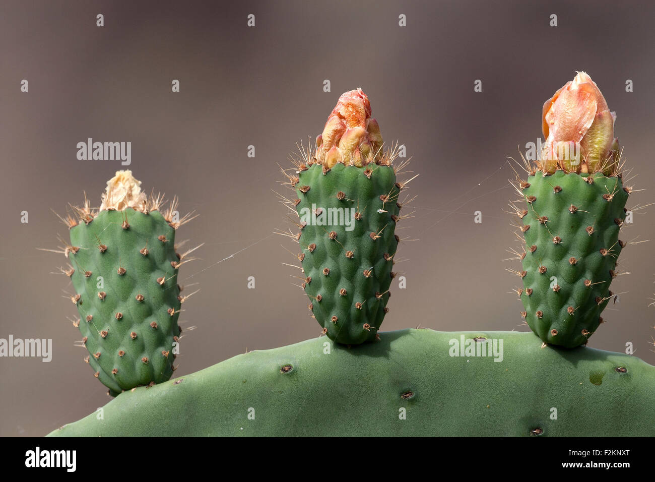 Prickly pear cactus (Opuntia ficusindica), Opuntia, prickly pear with