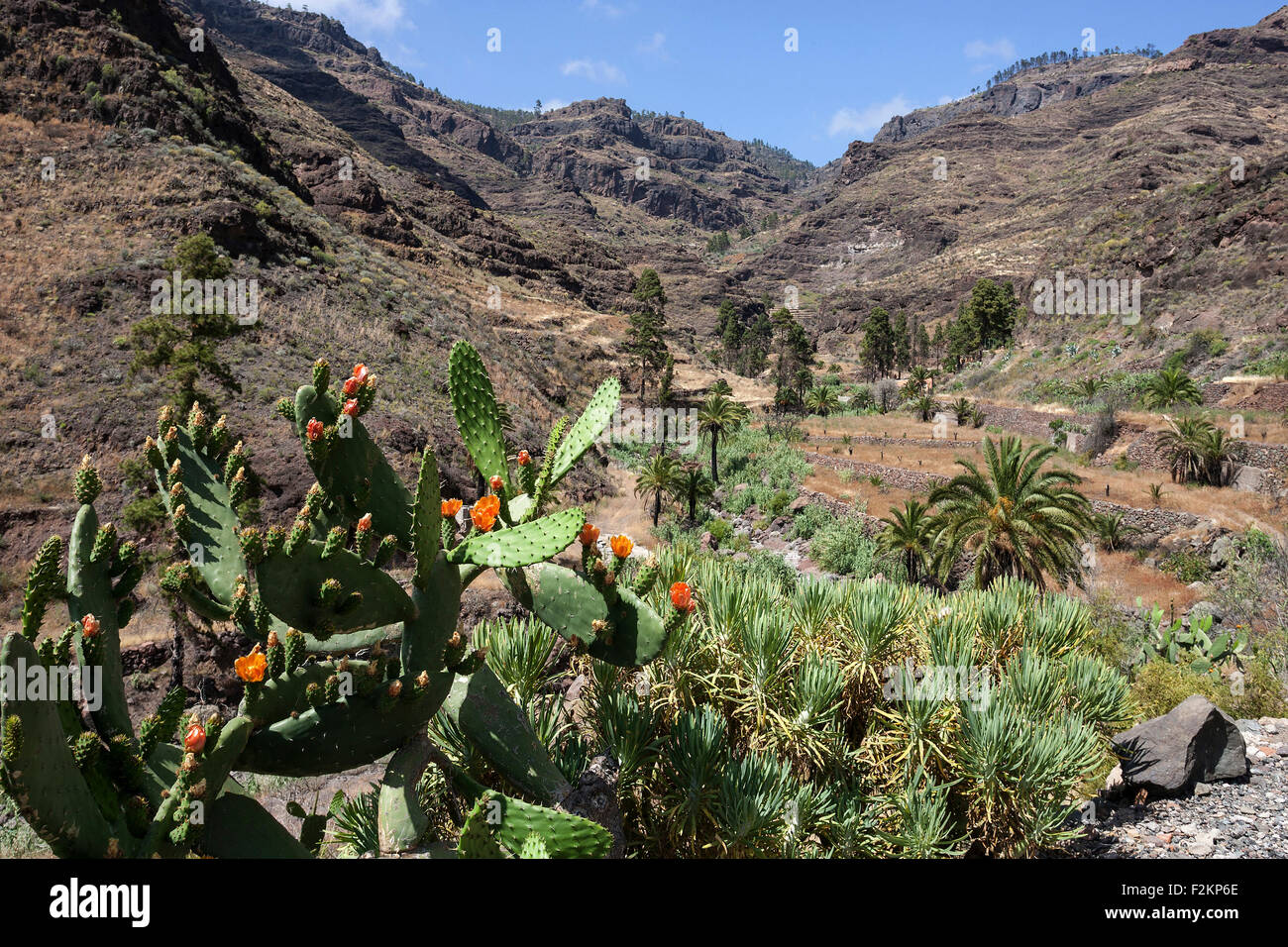Barranco de Mogan at El Pie de la Cuesta, flowering cacti, prickly pear  cactus, Gran Canaria, Canary Islands, Spain Stock Photo - Alamy
