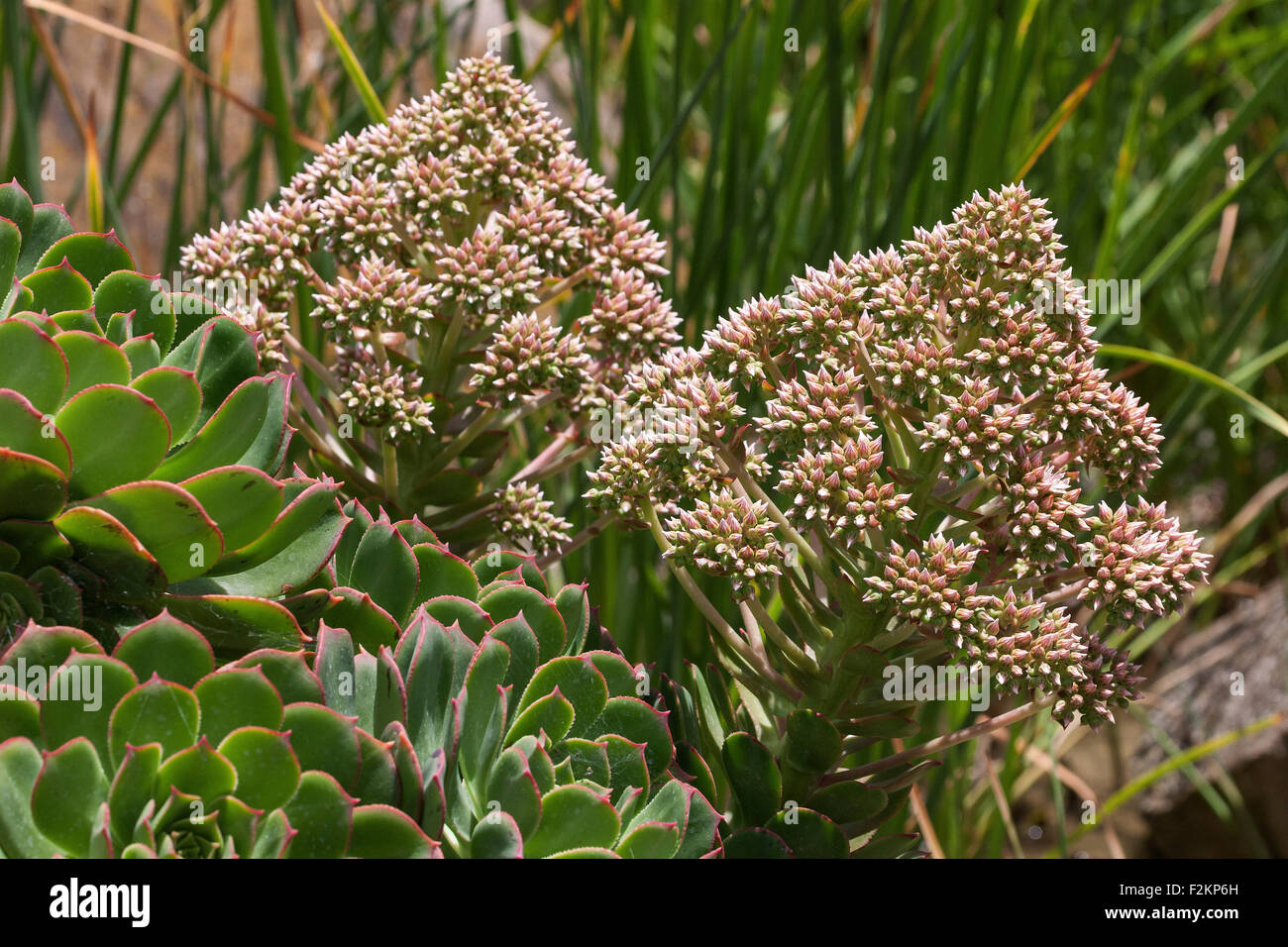 Aeonium percarneum, pink flowers, Gran Canaria, Canary Islands, Spain Stock Photo