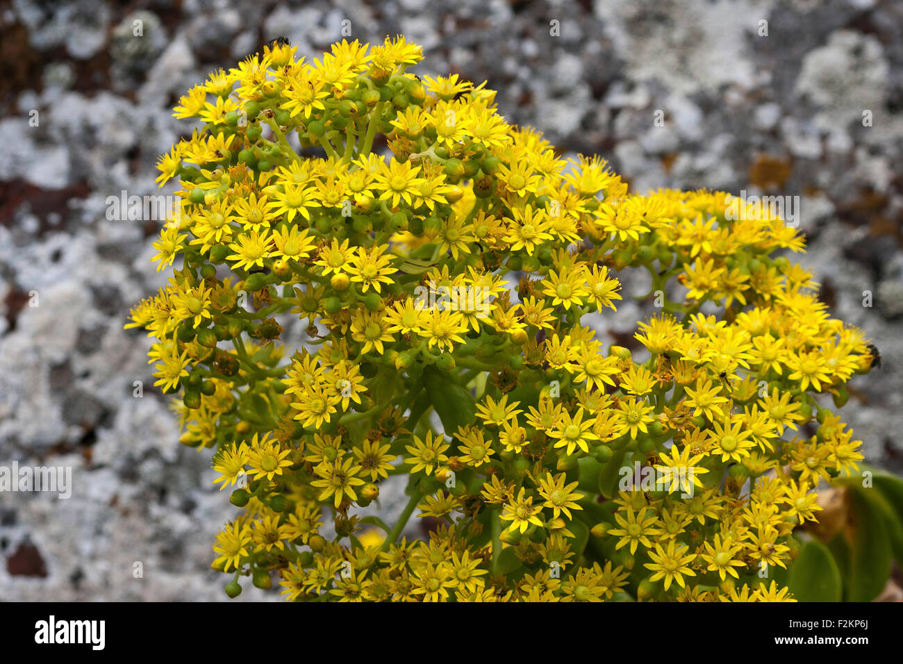 Stonecrop with yellow flowers, Crassula plant (Aeonium vestitum), Gran Canaria, Canary Islands, Spain Stock Photo