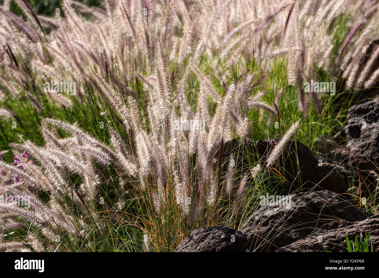 Fountain grass (Pennisetum alopecuroides) flowers, backlit, Gran Canaria, Canary Islands, Spain Stock Photo