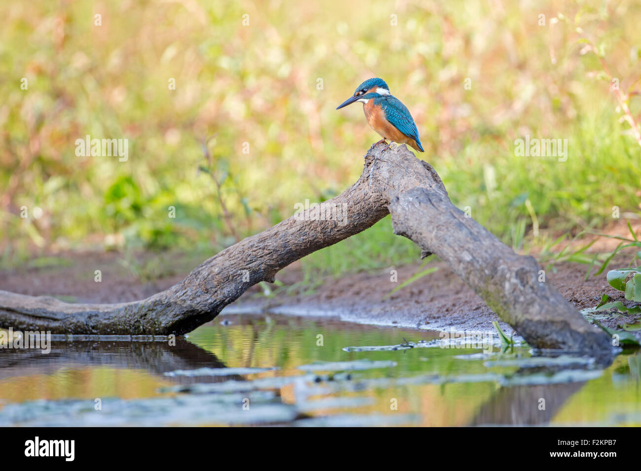 Kingfisher (Alcedo atthis), habitat, Middle Elbe Biosphere Reserve, Saxony-Anhalt, Germany Stock Photo