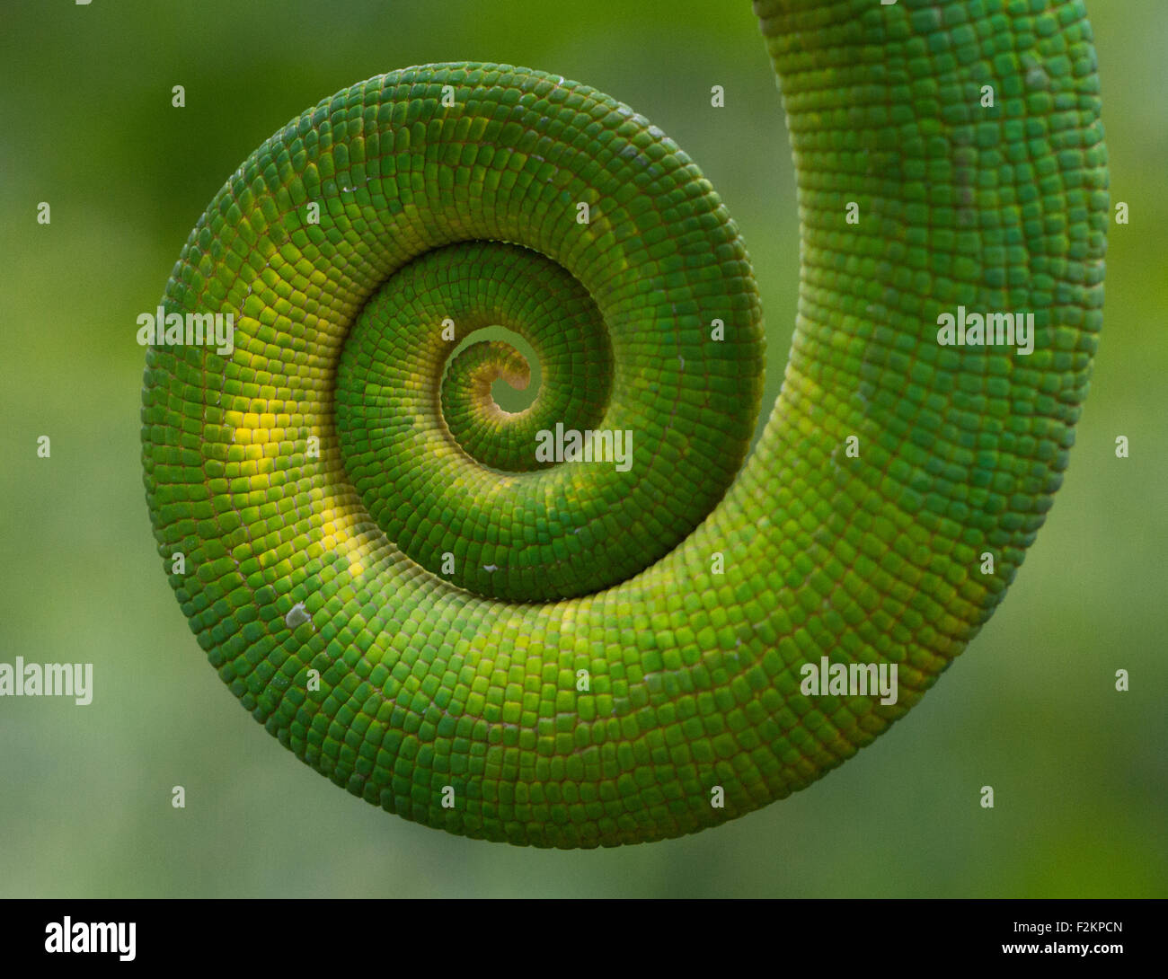 Parson's chameleon (Calumma parsonii parsonii), coiled tail, detail, Vohimana Forest, eastern Madagascar, Madagascar Stock Photo