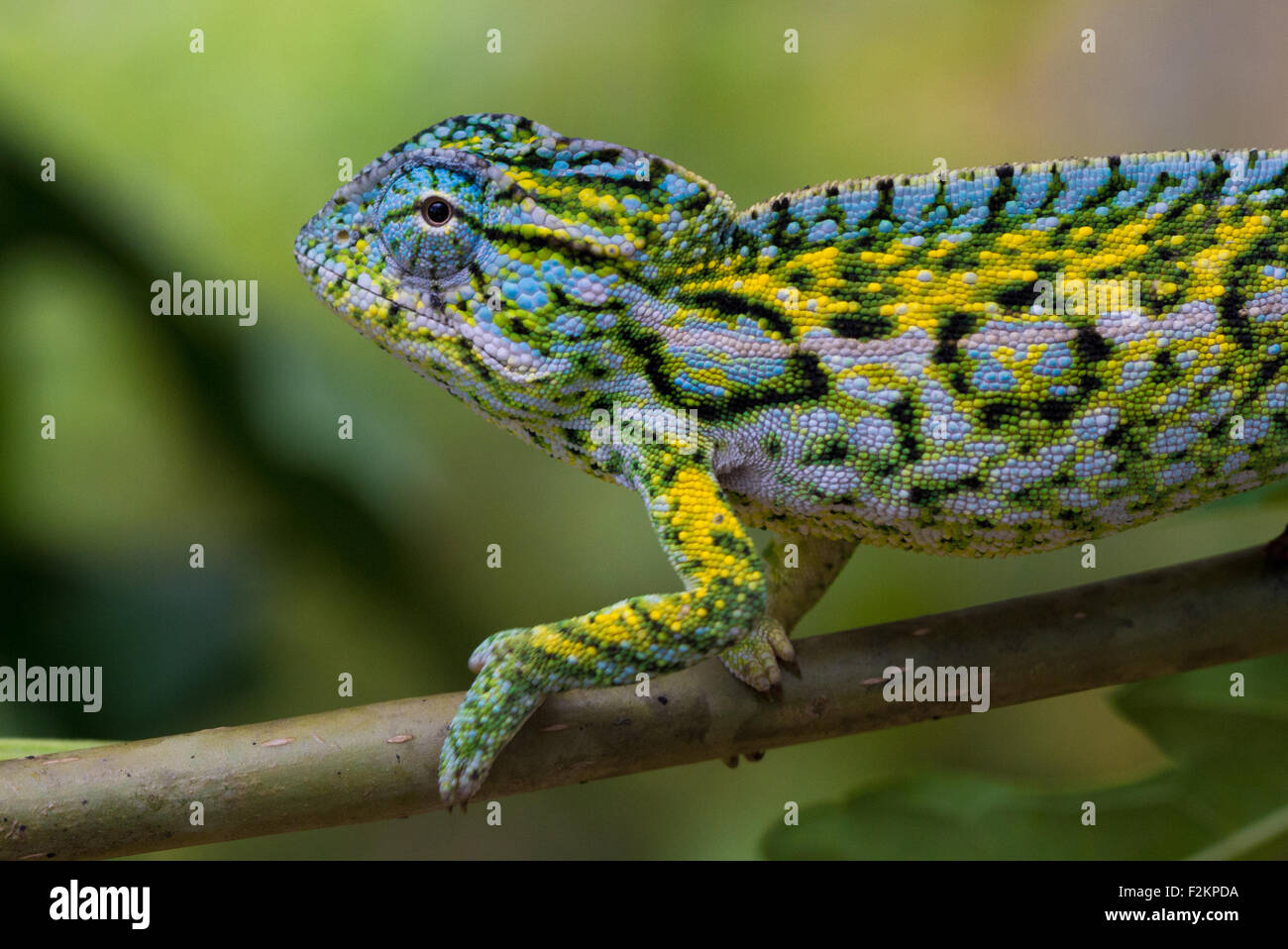 Carpet chameleon, Furcifer lateralis – Leap Habitats