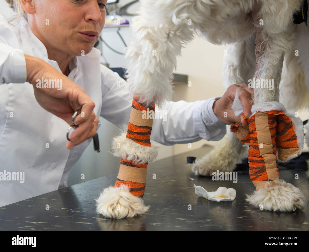 Veterinarian removing bandage by dog Stock Photo Alamy