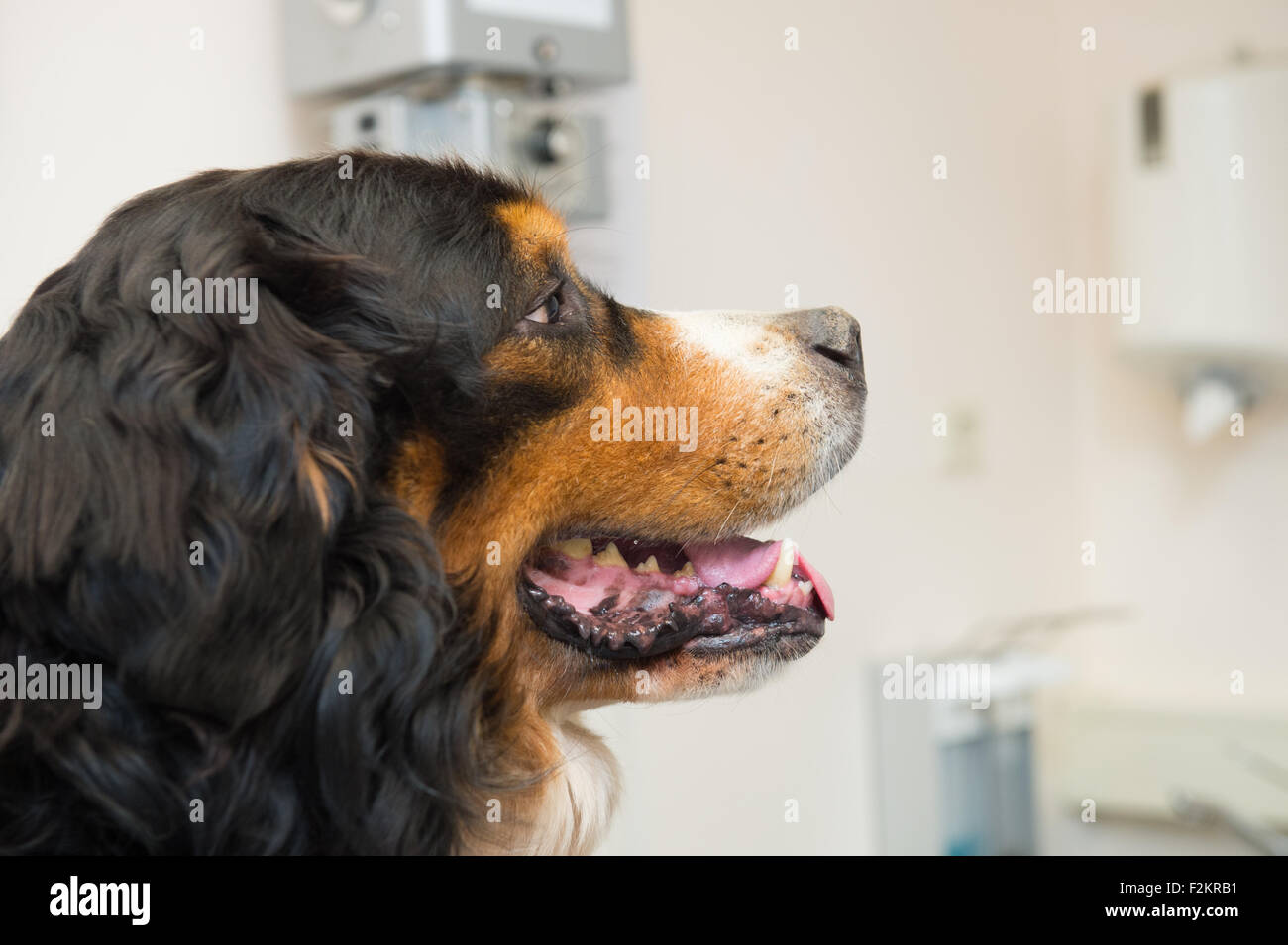 Berner Sennenhund at the veterinarian Stock Photo