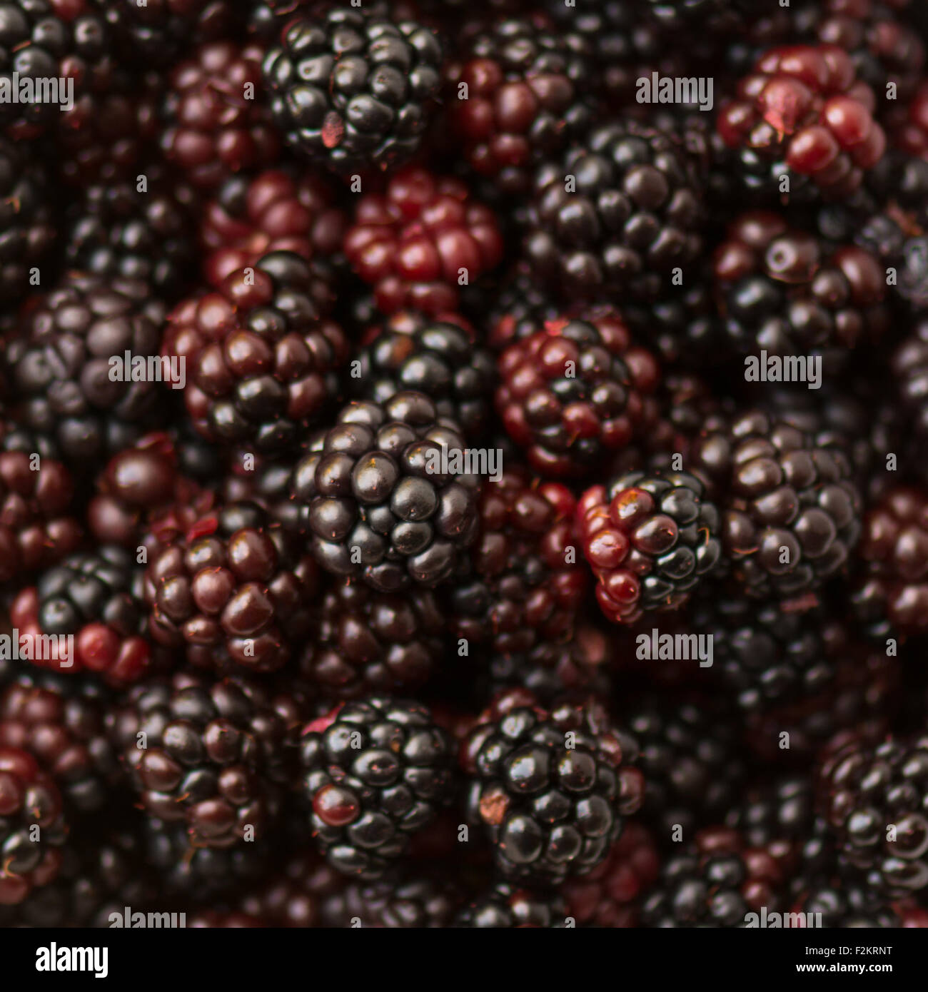blackberries - wild blackberries picked by hedgerow foraging Stock Photo