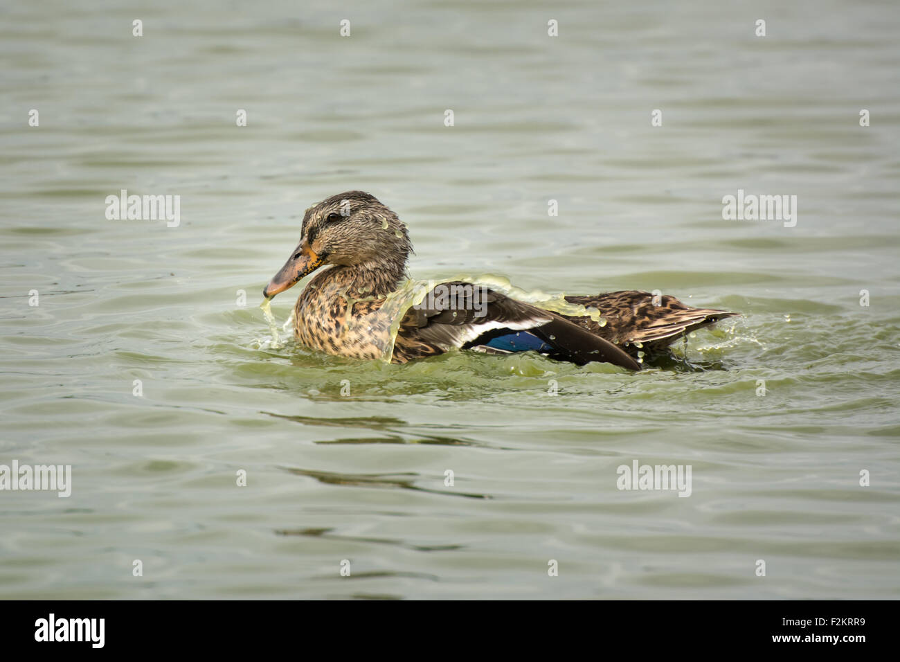 Female Mallard Duck shakes water off her back Stock Photo