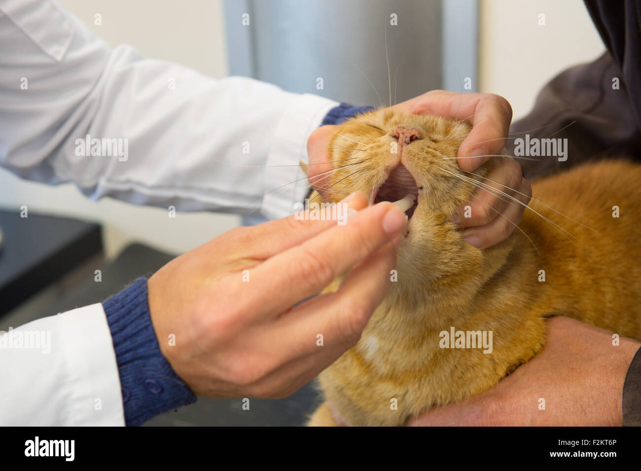 Nurse cleaning teeth hires stock photography and images Alamy