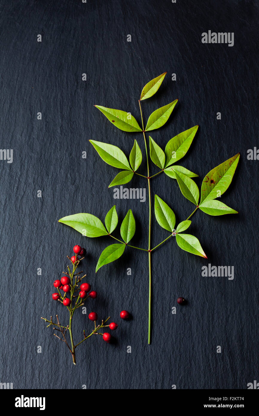 Fruits and leaves of heavenly bamboo on slate Stock Photo Alamy
