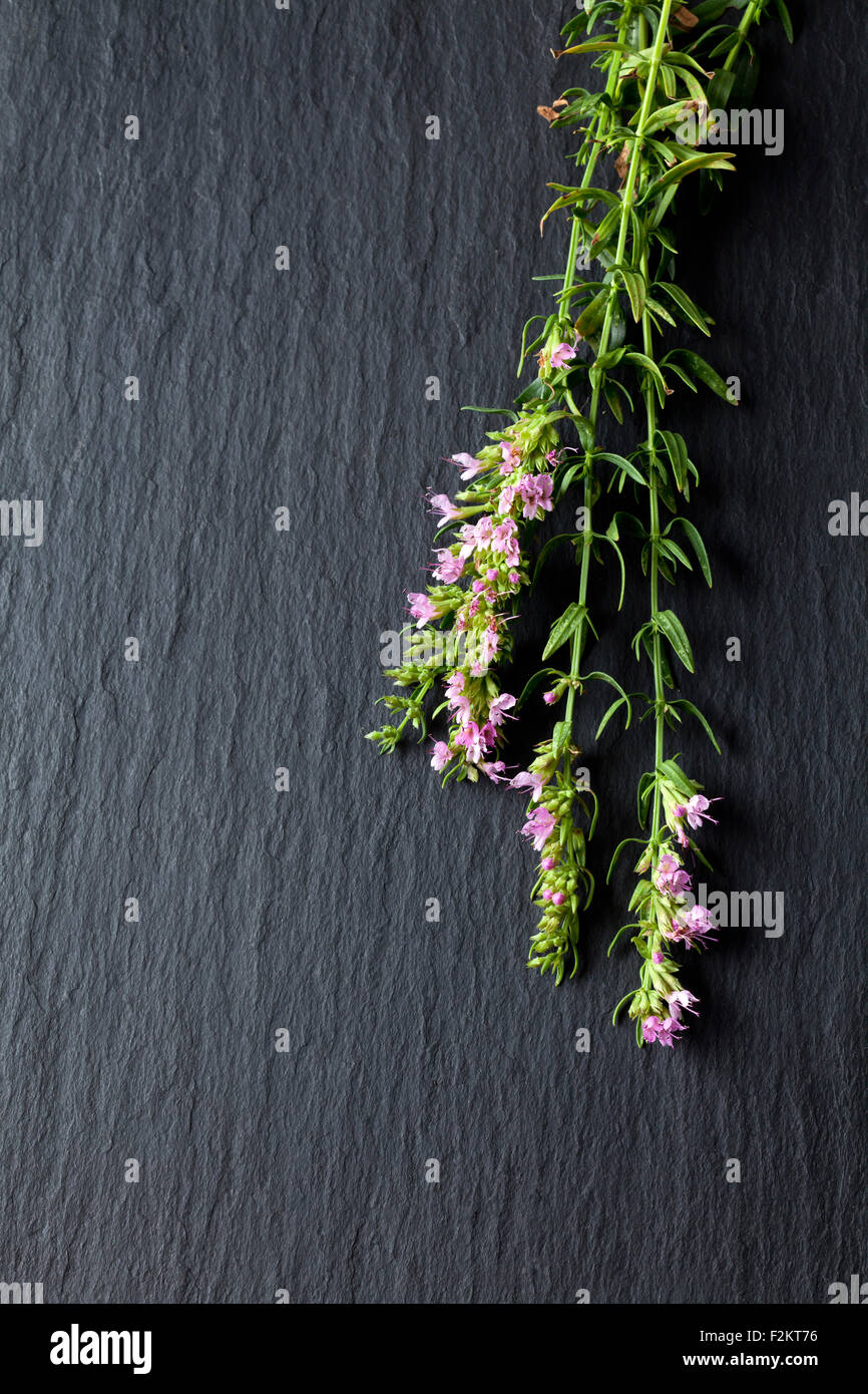 Blossoming hyssop on slate Stock Photo