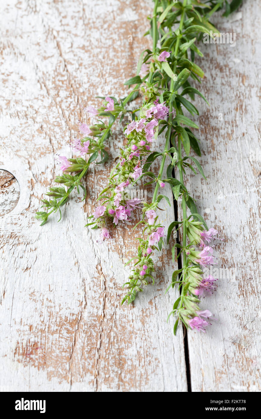 Blossoming hyssop on wood Stock Photo