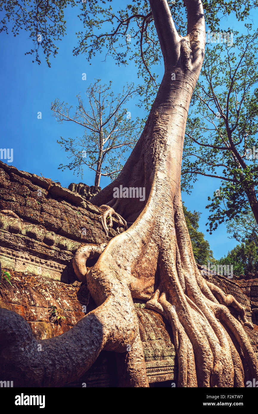 Cambodia, Angkor Thom, tree starting to take over the ruins Stock Photo ...