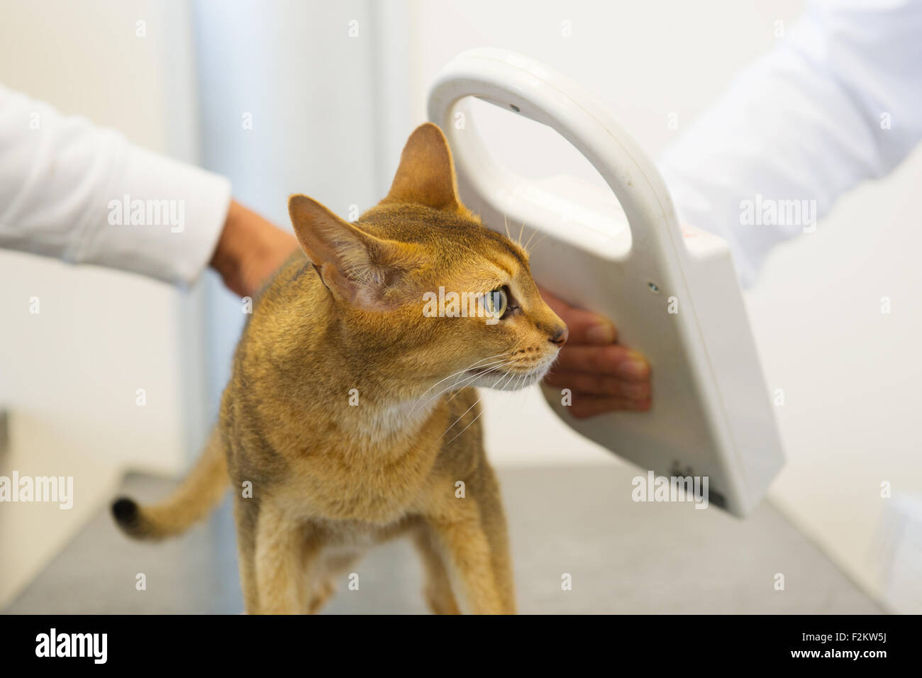 Checking for Microchip implant for cat by Veterinarian Stock Photo Alamy