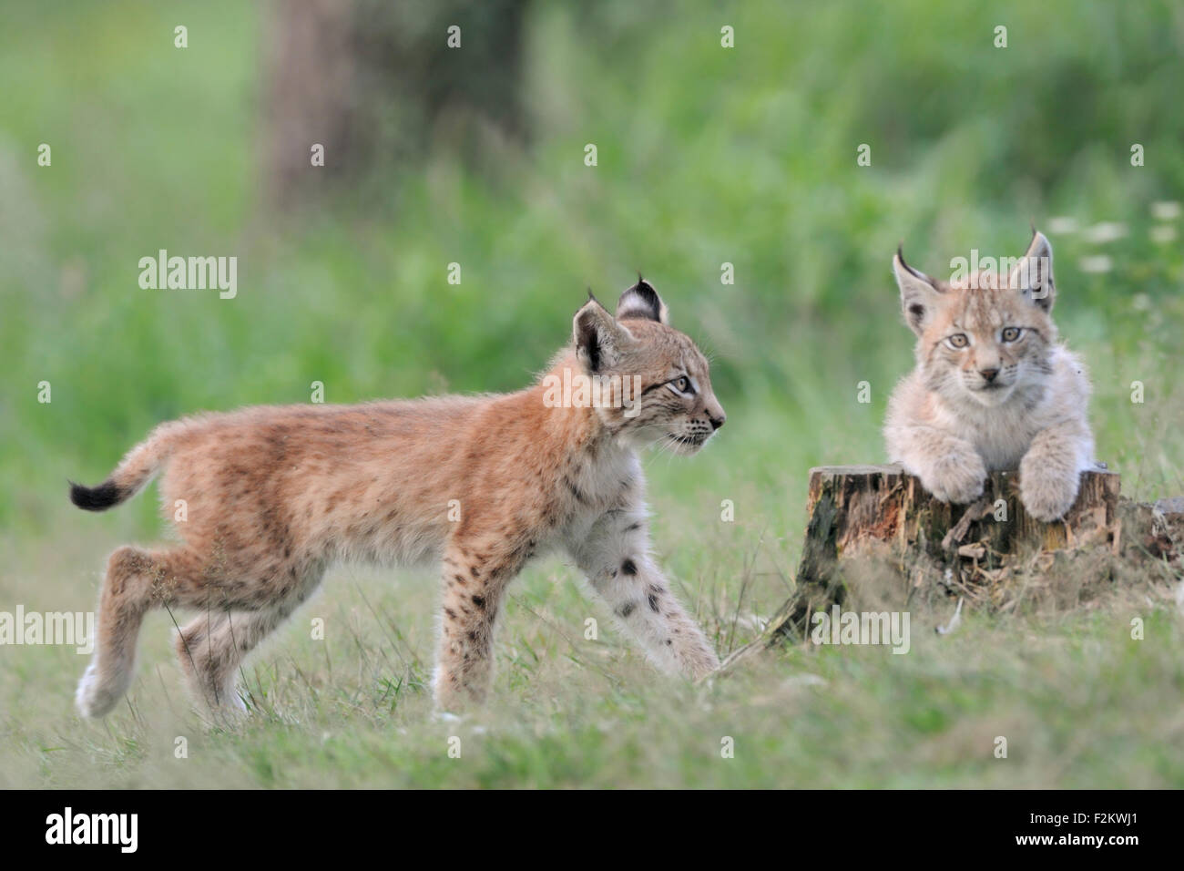 Two cute juvenile Eurasian Lynx / Eurasischer Luchs ( Lynx lynx ) playing with each other. Stock Photo