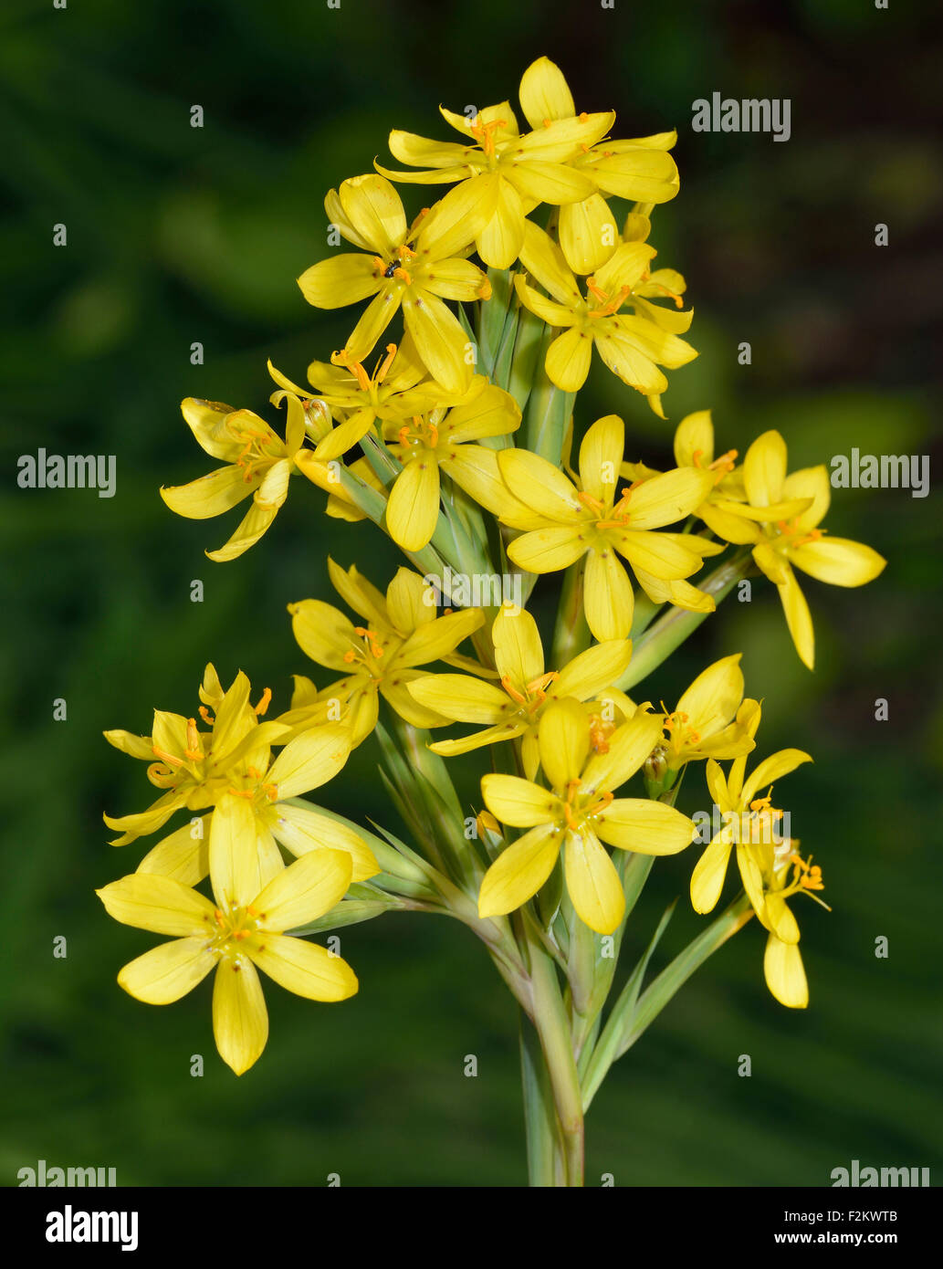 Palm-Leaf Yellow-eyed Grass - Sisyrinchium palmifolium Stock Photo