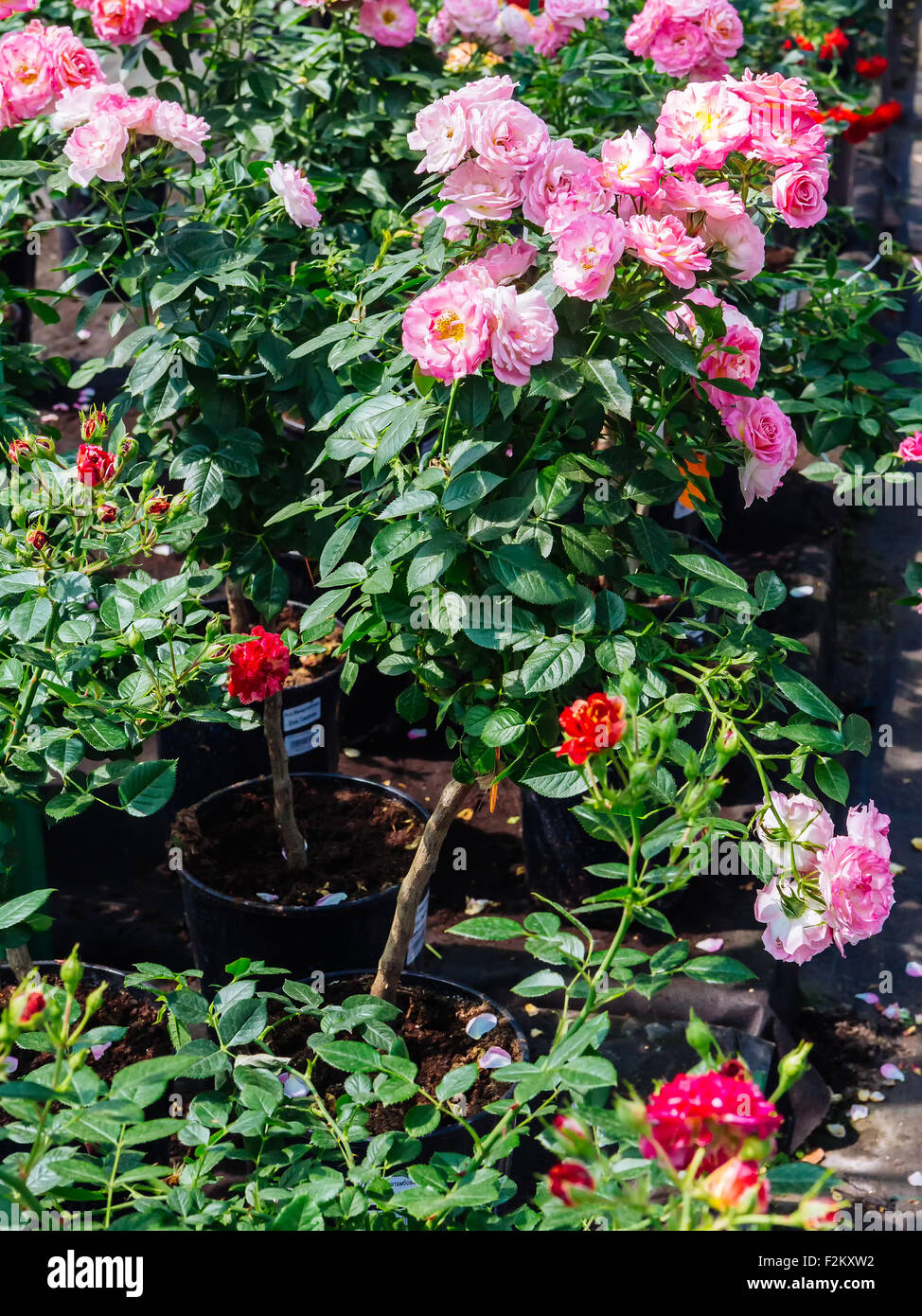 Rose nursery hires stock photography and images Alamy